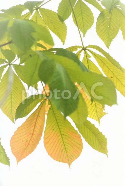 植物　木漏れ日 植物,木漏れ日,緑の写真素材