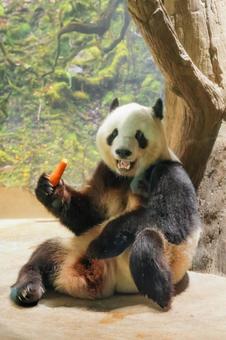 ジャイアントパンダ ジャイアントパンダの写真