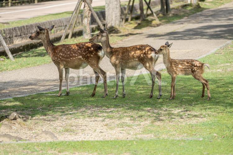 奈良-【奈良公園（飛火野）の鹿】 奈良,生き物,鹿の写真素材