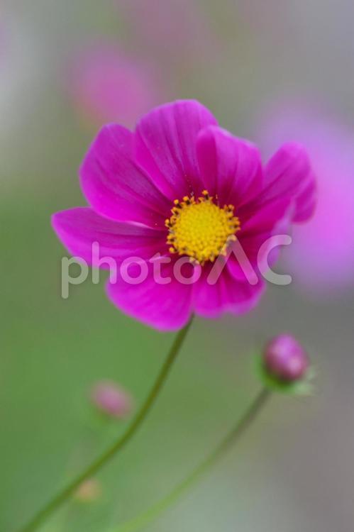 風に揺れるコスモス コスモス,花,秋の写真素材