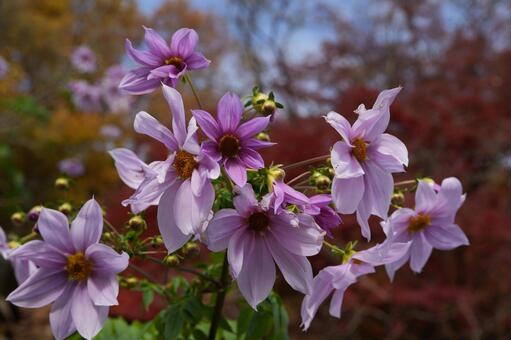 皇帝ダリア 皇帝ダリア,木立ダリア,秋の花の写真素材