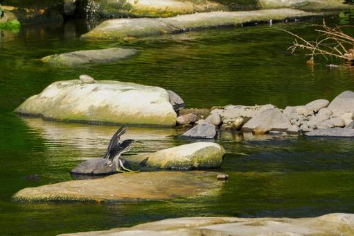ササゴイの飛翔⑻ ササゴイの飛翔⑻の写真