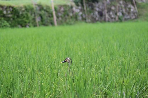緑の田んぼの中にカルガモのいる風景 緑の田んぼの中にカルガモのいる風景 緑,田んぼ,中の写真素材