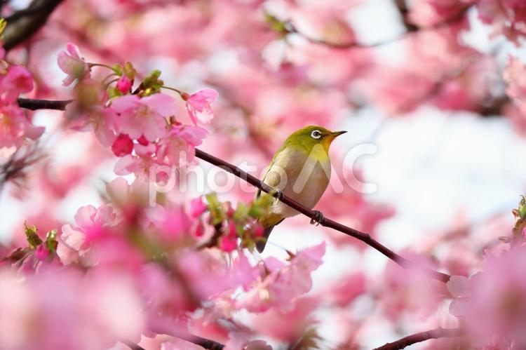 桜とメジロと春の訪れ 桜,春,鳥の写真素材
