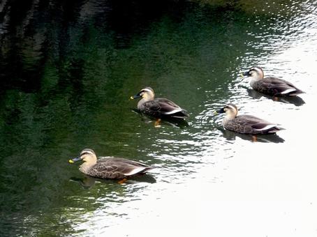 郊外の用水路を泳ぐカルガモ達 郊外の用水路を泳ぐカルガモ達 カルガモ,鳥,鳥類の写真素材