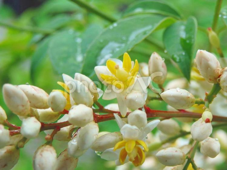 【花の写真】南天の花 自然,風景,風景写真の写真素材