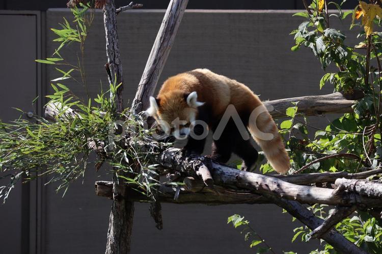 木の上から下を見るレッサーパンダ レッサーパンダ,小動物,動物の写真素材