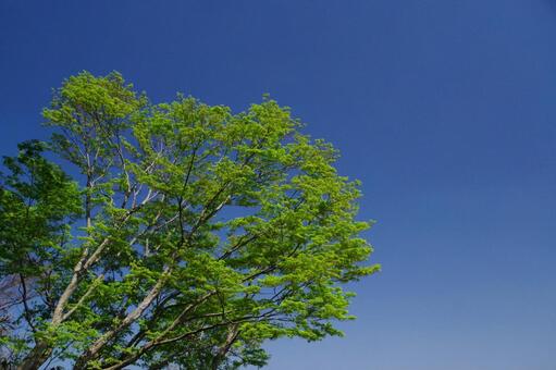 青空と木 青空,空,木の写真素材