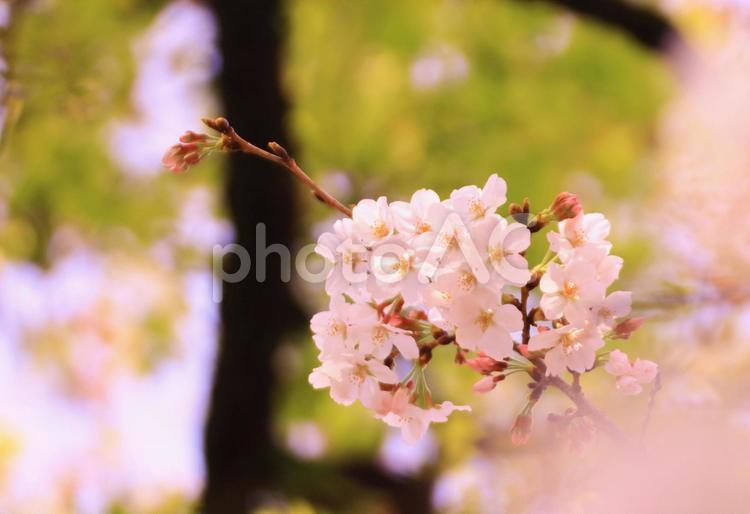 さくら咲く～ソメイヨシノ桜 桜,前ボケ,ソメイヨシノの写真素材