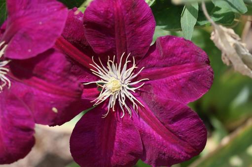 赤紫色の花びらのクレマチスの花のアップ 赤紫色の花びらのクレマチスの花のアップの写真