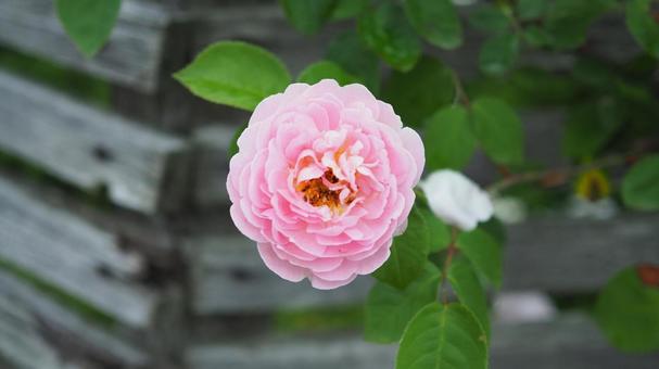 一輪のバラ 一輪のバラ ピンク色,薔薇,バラの写真素材