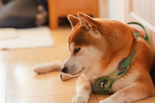 まったりくつろいで眠くなった柴犬 まったりくつろいで眠くなった柴犬の写真