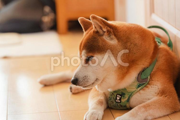 まったりくつろいで眠くなった柴犬 柴犬,しばいぬ,日本犬の写真素材