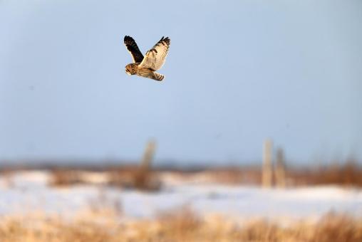 コミミズク コミミズクの写真