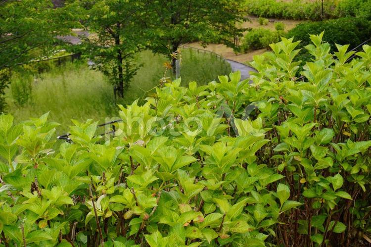 公園のアジサイ あじさい,花芽,植物の写真素材