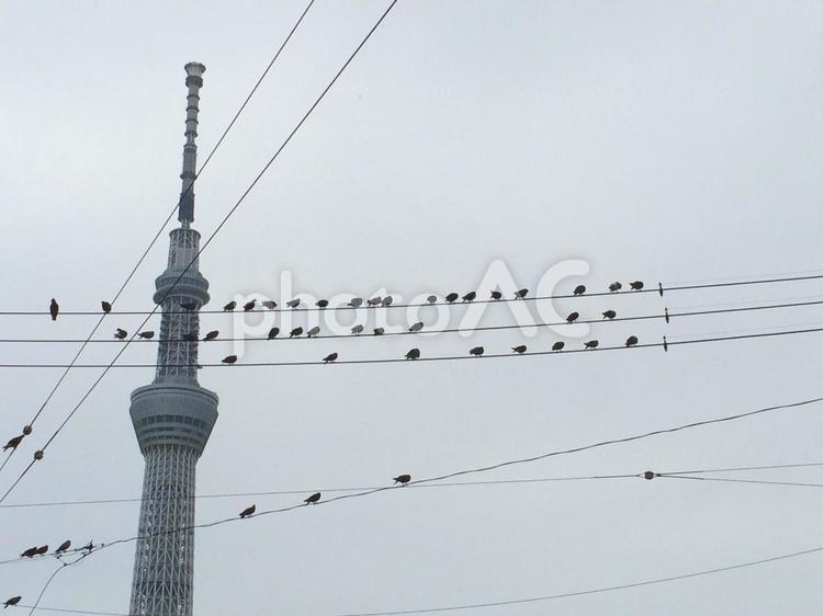 五線譜にとまるような小鳥 電気,電圧,空の写真素材