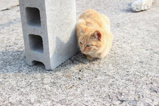 レンガから覗く猫 レンガから覗く猫の写真