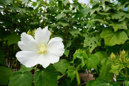 花 花の写真