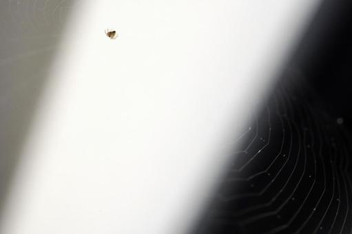 Spider web and small spider, JPG Spider web and small spider, JPG