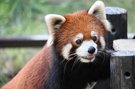 レッサーパンダ レッサーパンダの写真