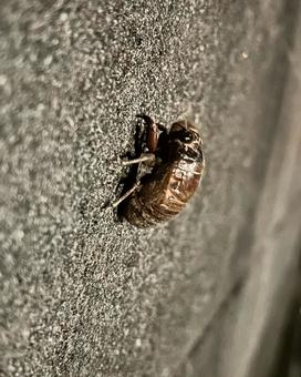 Cicada before emergence, JPG
