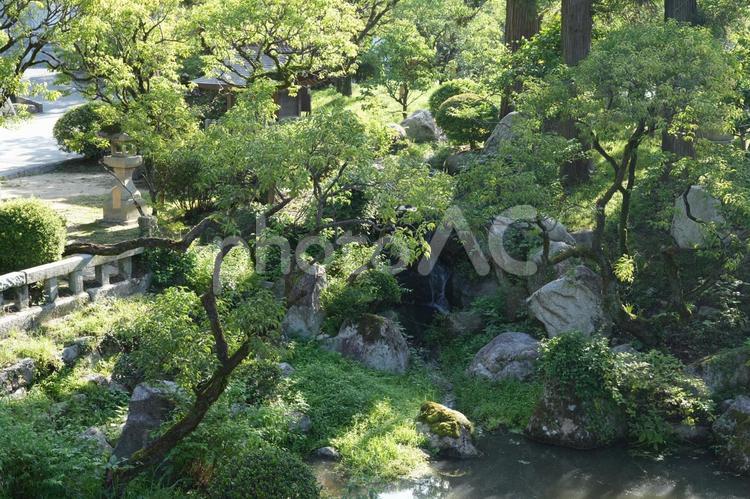 太宰府天満宮の池 福岡,福岡県,大宰府天満宮の写真素材