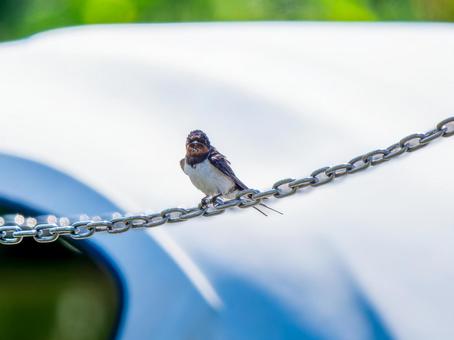 鎖にとまるツバメ 鎖にとまるツバメ ツバメ,燕,野鳥の写真素材