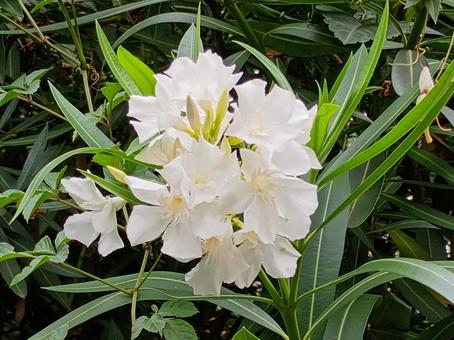 Photo, pinewood, oleander, flower, 