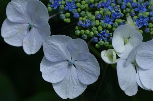Blooming in the rain, hydrangea, flower, hydrangea plant, JPG
