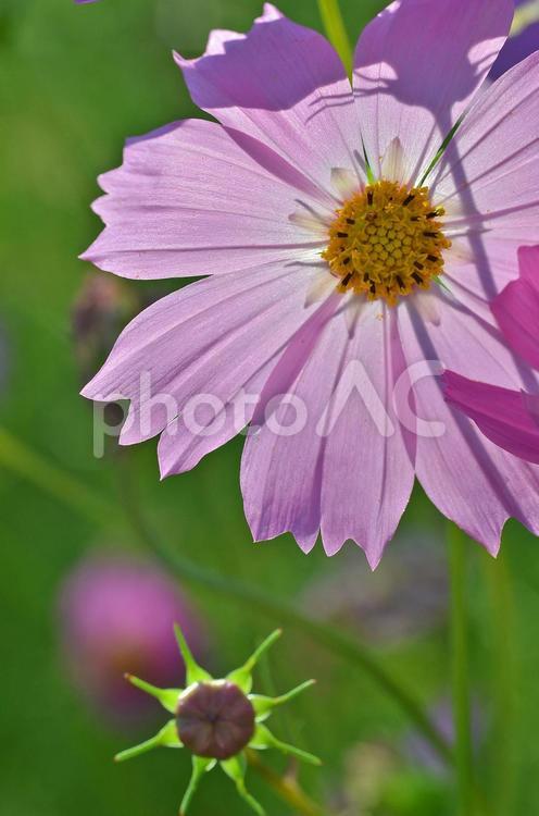 青空バックに咲くコスモスの花　秋イメージ コスモス,秋桜,花の写真素材