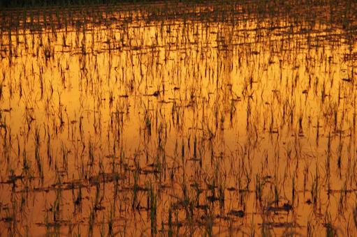 春の夕景の田んぼの写真