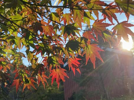 青空と紅葉11 青空と紅葉11の写真