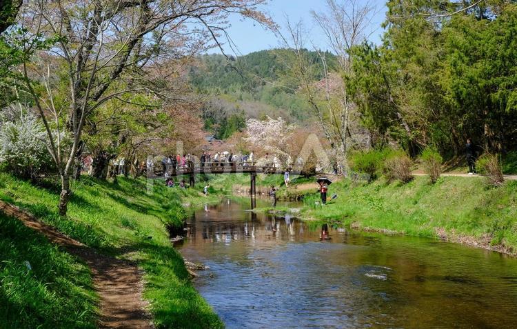 忍野八海 新名庄川 忍野八海,山梨県,川の写真素材