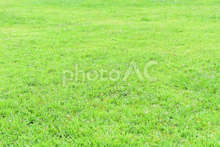 自然の恵み・緑がいっぱい２ 新緑,しんりょく,葉の写真素材