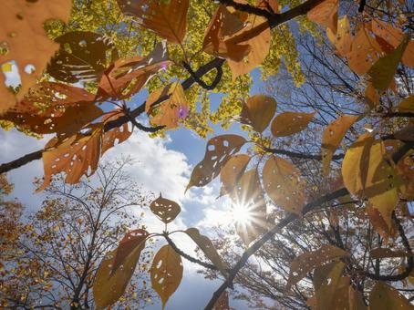 秋空に透ける紅葉と陽光 紅葉,秋,黄葉の写真素材