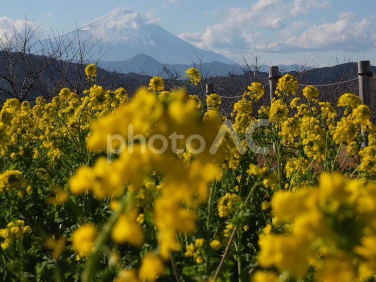 菜の花畑と富士山 青空,風景,自然の写真素材