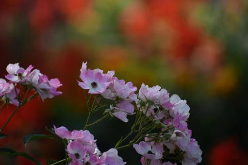 紫竹ガーデン 紫竹ガーデン,花,北海道の写真素材