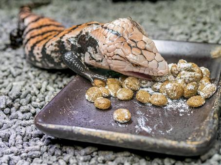 餌を食べるアオジタトカゲ 餌を食べるアオジタトカゲの写真