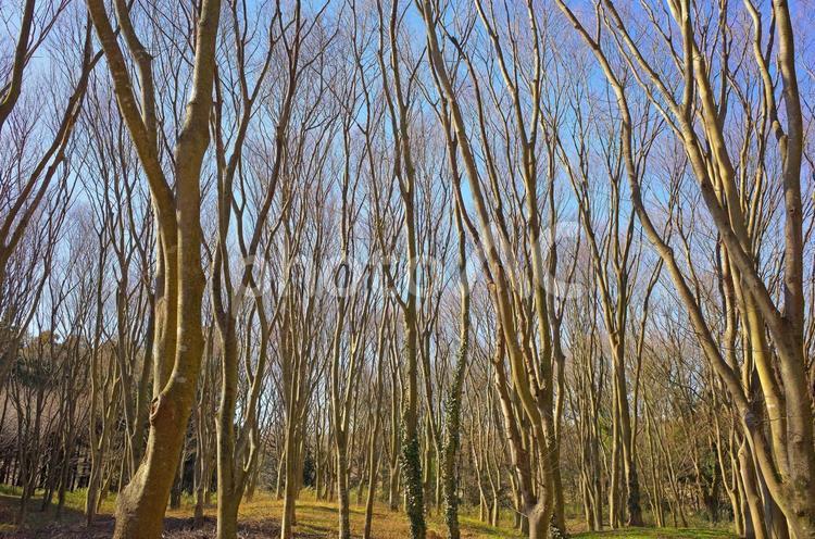 冬の林 風景,自然,自然風景の写真素材