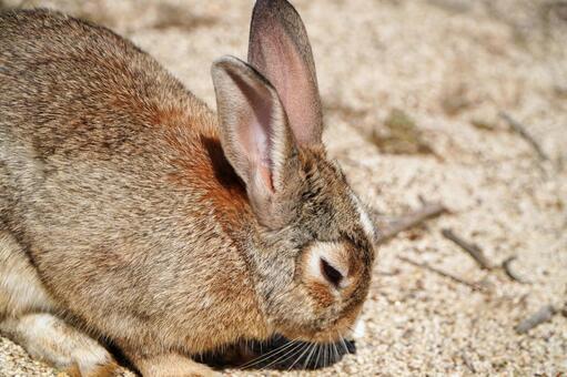 大久野島　野ウサギ720 うさぎ,ウサギ,動物の写真素材