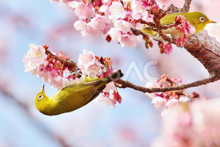 桜とメジロの春イメージ 01 春,鳥,メジロの写真素材