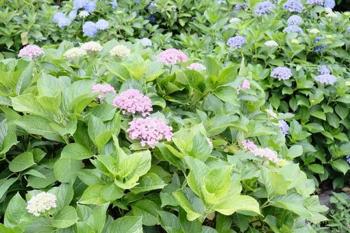 アジサイの群生地 紫陽花,アジサイ,あじさいの写真素材