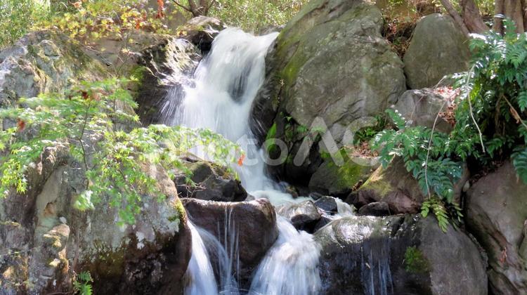 みさか桃源郷公園　新緑と洗心の滝 滝,瀧,瀑布の写真素材