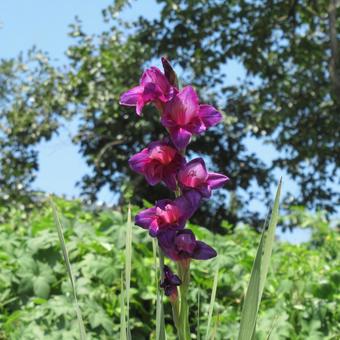 農地の脇・花壇で開花したグラジオラス グラジオラス,花,植物の写真素材