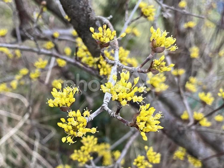 たくさんの黄色い花がついた枝 サンシュユ,ハルコガネバナ,アキサンゴの写真素材