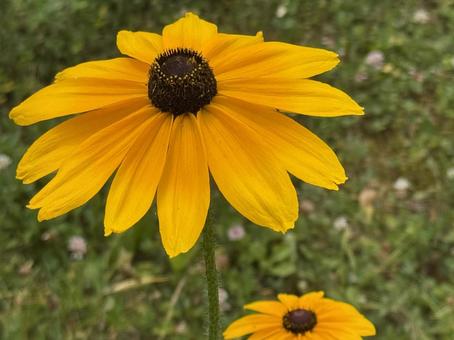 花 花 黄色の花,花,屋外の写真素材