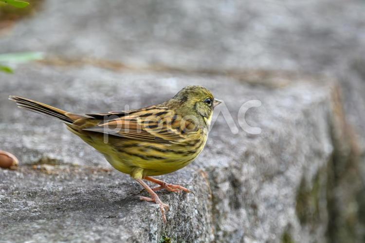 アオジの横顔 アオジ,野鳥,鳥の写真素材