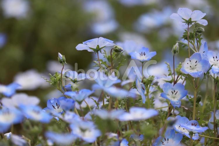 青い世界-ネモフィラ ネモフィラ,花,青の写真素材