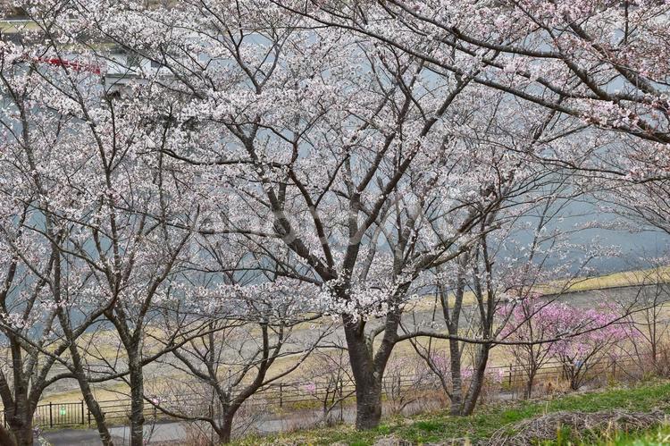 ＜千葉県＞市津湖・長柄ダム(桜) 桜,市津湖,長柄ダムの写真素材