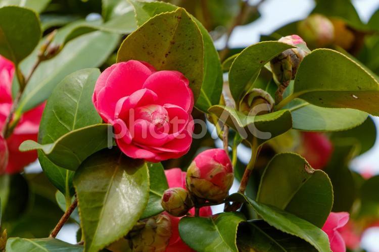 艶やかな紅椿の咲く春の木陰 椿,花,花びらの写真素材